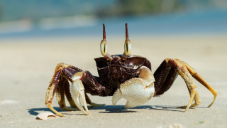 Crab beach ocean sand blurry - aquirax uno free wallpaper for desktop