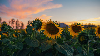 Sunflowers sunset clouds field dusk - a field of sunflowers free wallpaper