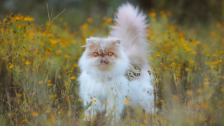 Fluffy cat autumn flower field - a collar free wallpaper