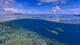 Sharks coral reef ocean blue - a blue sky free wallpaper
