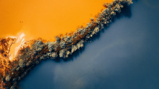 Yellow tree sunset flame autumn - a microscopic photo free wallpaper
