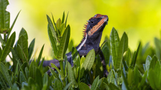 Lizard bush leaves closed eyes - closed free wallpaper