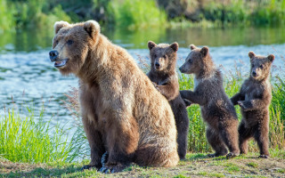 Bears river grass shoreline wildlife - a body of water free wallpaper