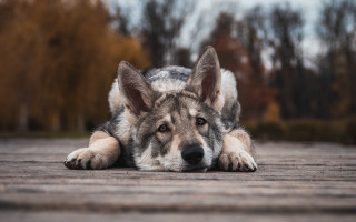 Shiba inu dog wooden floor - his head on free wallpaper