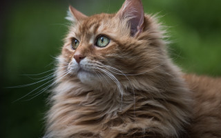Regal cat blue eyes portrait - renaissance free wallpaper