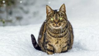 Sad cat in snow jigsaw - the snow free wallpaper for desktop