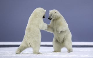 Polar bears playing snow wildlife 2 - the others face free wallpaper