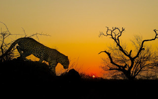 Leopard sunset forest silhouette bamboo - a leopard free wallpaper