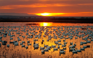 Birds lake sunset autumn ecological - a flock of birds free wallpaper