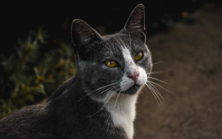 Cat yellow eyes portrait bush - neoism free wallpaper