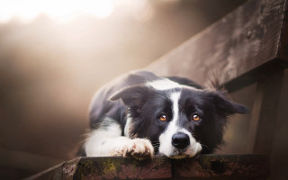 Dog bench paws looking at - a bench free wallpaper
