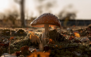 Mushroom grass leaves sky clouds - a mushroom free wallpaper