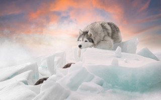 Wolf jumping ice sunset mountain - caspar wolf free wallpaper