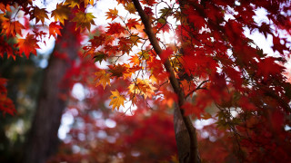 Tree red leaves autumn sunset - the fall season free wallpaper
