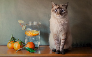 Cat orange water glass stilllife - a table top free wallpaper