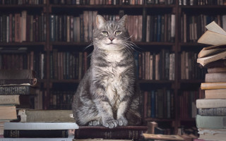 Cat book shelf library globe - unreal engine 5 quality free wallpaper