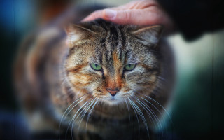 Cat petted green eyes blurry - sharp claw free wallpaper