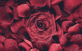 Red rose water droplets macro 53 - petal and petals free wallpaper