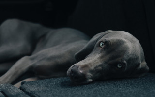 Dog couch tiltshift vanitas portrait - its head on free wallpaper