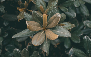 Leaf water droplets green brown - shallow free wallpaper