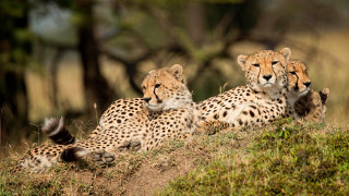 Cheetahs hill wild trees grass - wild free wallpaper