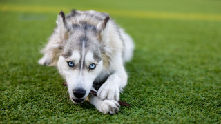 Shiba inu blue eyes playing - a stock photo free wallpaper
