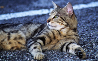 Cat laying upward outdoors realistic - something free wallpaper