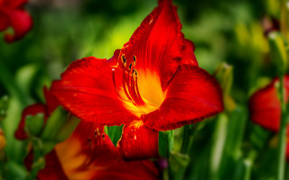 Red flower yellow stamen macro - a red flower free wallpaper