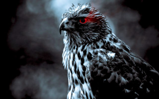 Bird red eyes gothic clouds - a black sky free wallpaper