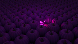 Purple pumpkins purple light field - the middle of a field free wallpaper