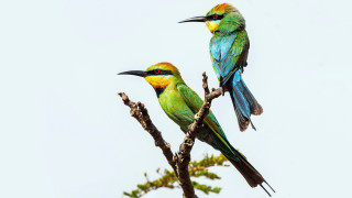 Colorful birds perched branch daylight - two colorful bird free wallpaper