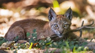 Kitten grass stick closeup blurry - a small kitten free wallpaper