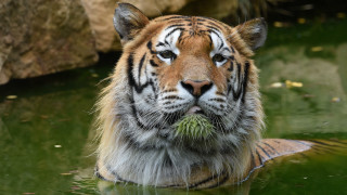Tiger water plant portrait animal - a tiger free wallpaper