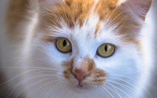 Cat green eyes white face - a black nose free wallpaper
