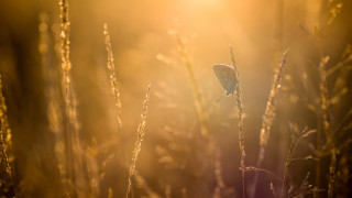 Butterfly tallgrass sunset cityscape mountain - soft free wallpaper