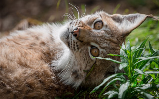 Cat back grass eyes open - its back in free wallpaper