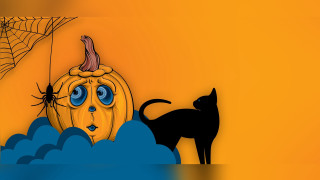 Black cat pumpkin webs halloween - bela čikoš sesija free wallpaper