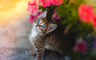 Kitten blue eyes flower pot - a kitten free wallpaper