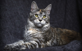 Cat regal yellow eyes rococo - a portrait free wallpaper