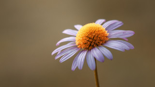 Purple flower yellow center stem - a stem free wallpaper