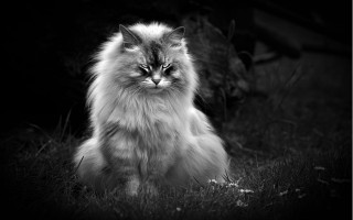 Fluffy cat sad gothic blackwhite - angry free wallpaper