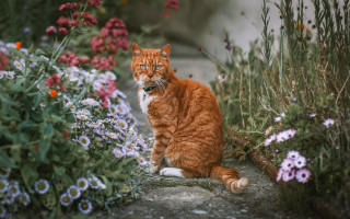 Surprised cat garden flowers bush - look free wallpaper for desktop