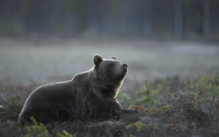 Bear forest foggy nature outdoors - the foggy day time free wallpaper