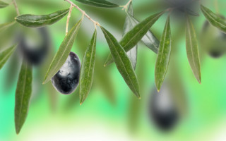 Leaf water drop olive skin - a drop of water free wallpaper