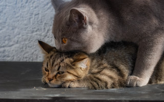 Cat playing table blue wall - outside free wallpaper