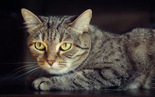 Sad cat on table carlos - neoplasticism free wallpaper