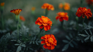 Orange flower blurry background butterfly - a picture free wallpaper