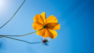 Yellow flower blue sky macro 3 - thin free wallpaper