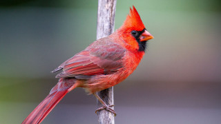 Red bird black face red - a red bird free wallpaper