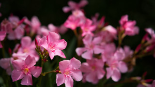 Pink flowers blooming macro bokeh - the light free wallpaper